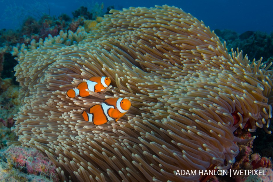 A pair of clown anemonefish (*Amphiprion percula*) in an anemone on the top of Steve's Bommie, Ribbon Reef number 3, Great Barrier Reef.