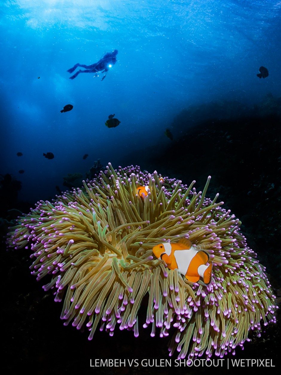 Kirsty Andrews, Lembeh Indonesia, Wide Angle