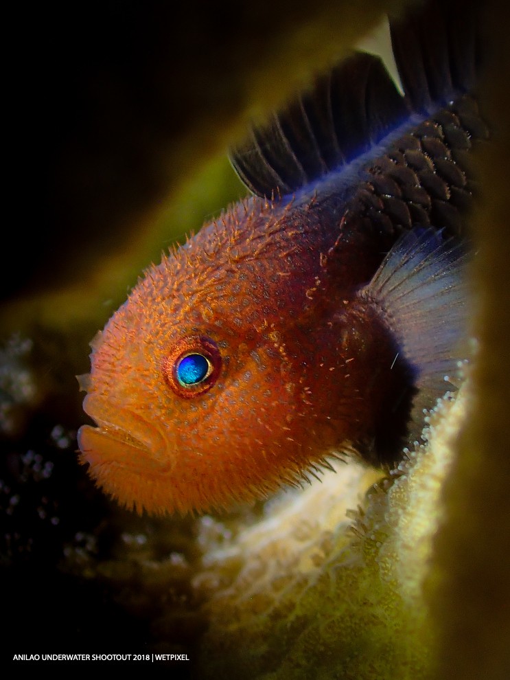 Category: Compact (Fish Portraits)
Second: Lim Sudong