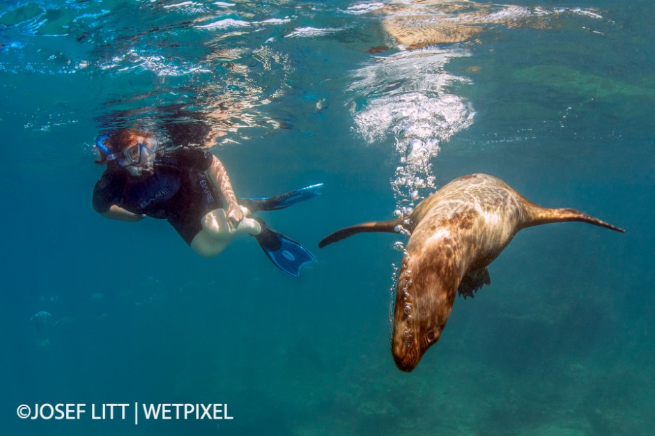 The Galapagos sea lions love to play peek-a-boo with snorkelers.