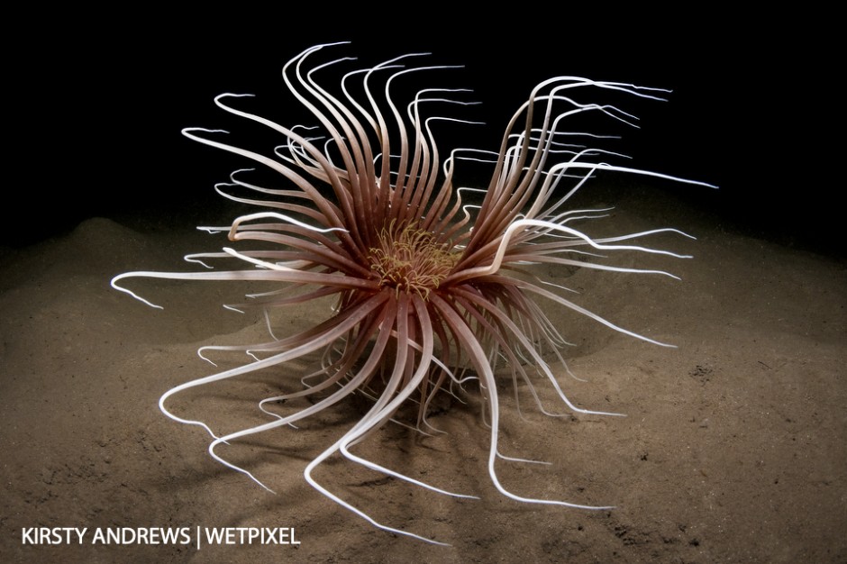 Fireworks - Silty, dark habitats in Scottish sea lochs offer different image opportunities such as this dramatic fireworks anemone.