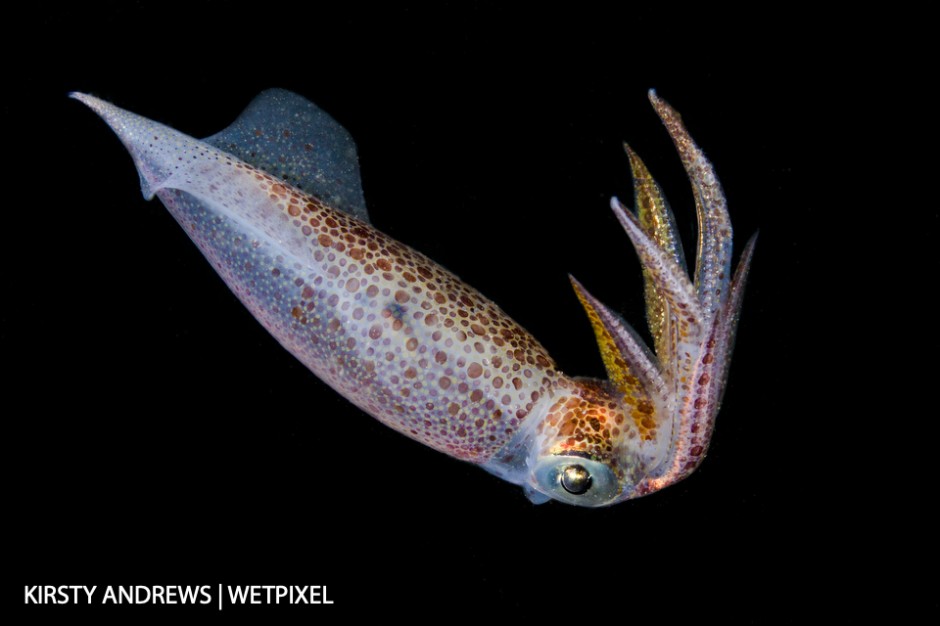 Night squid - squid are regularly seen on night dives