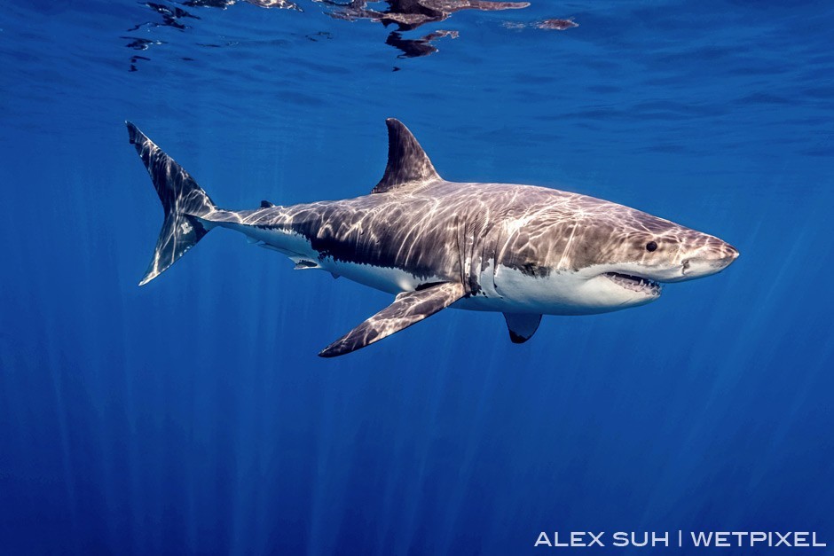 Alex Suh (Great white sharks): Love the sun’s ray off the back but more about the details that you can see in the coloring and teeth of this GWS.
