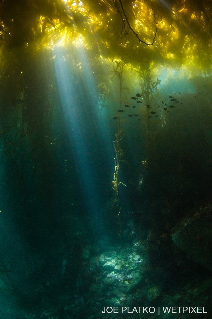 Joe Platko (Breakwater, Monterey Bay): A shaft of light cuts through the kelp canopy, illuminating the rocky floor below.