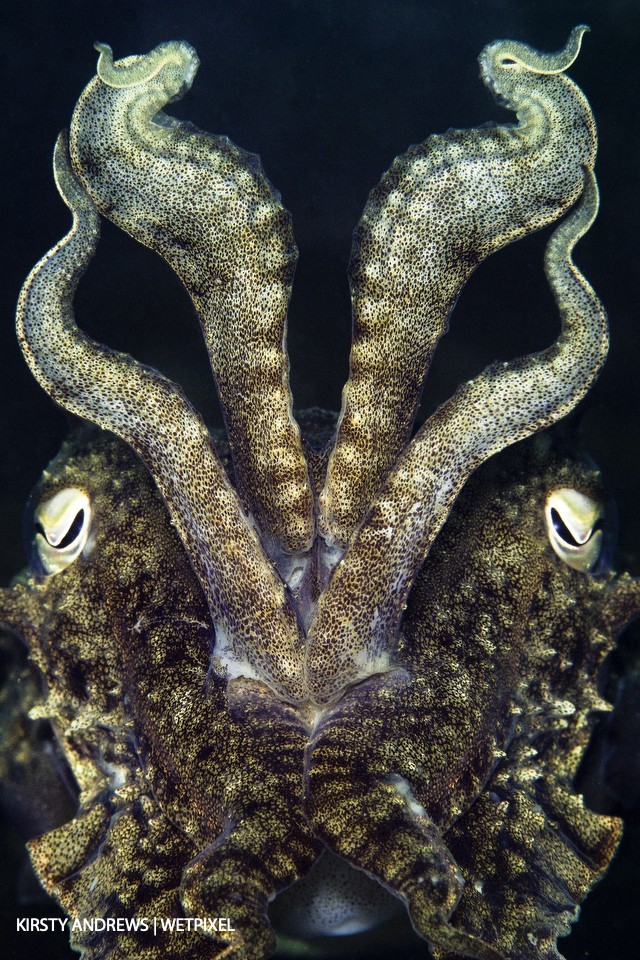 Kirsty Andrews (UK Underwater): Cuttlefish are one of the most common photographic subjects in the UK.