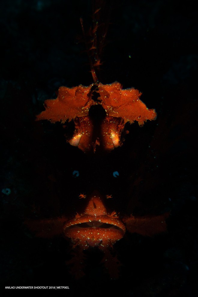 Results of Anilao Underwater Shootout 2018: Open (Fish Portrait) Winner: Peri Paleracio