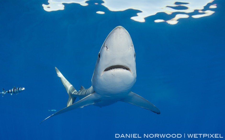 Daniel Norwood (Azores): A nice perspective of the long pointed snout of a blue shark as it passes overhead.