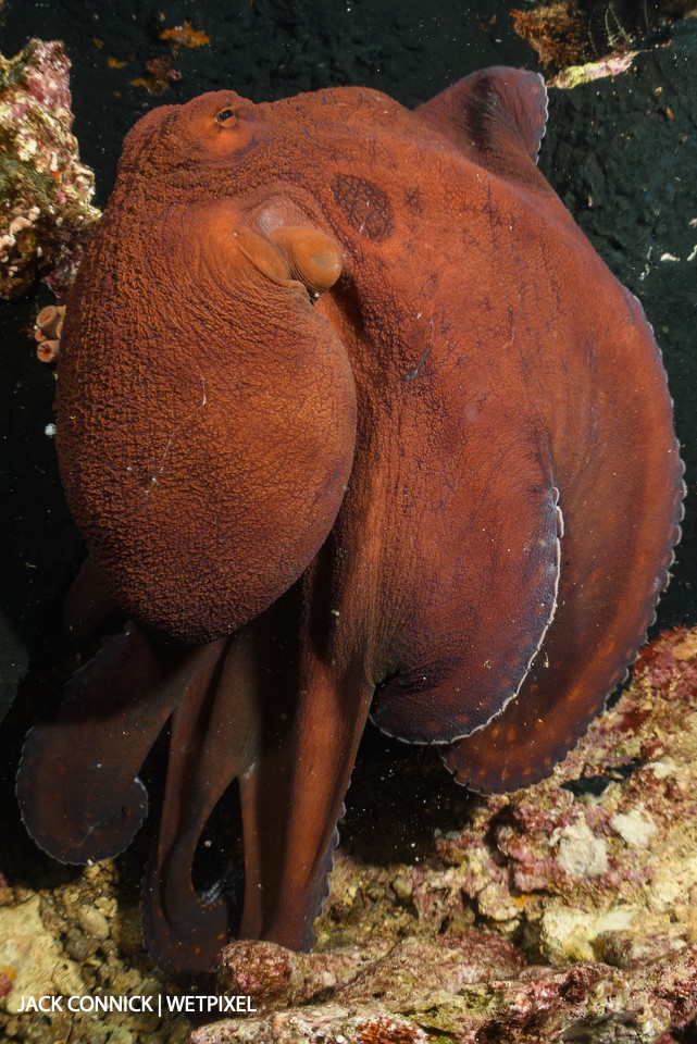 Octopus. Palau Manuk island. 60mm Nikkor  ISO 400, F/14 @ 1/80 sec.