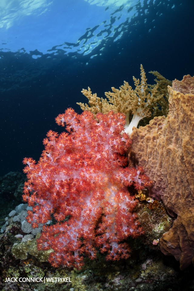 Soft coral. Palau Manuk island. 60mm Nikkor & Nauticam WWL wet lens. ISO 1000, F/16 @ 1/100 sec.
