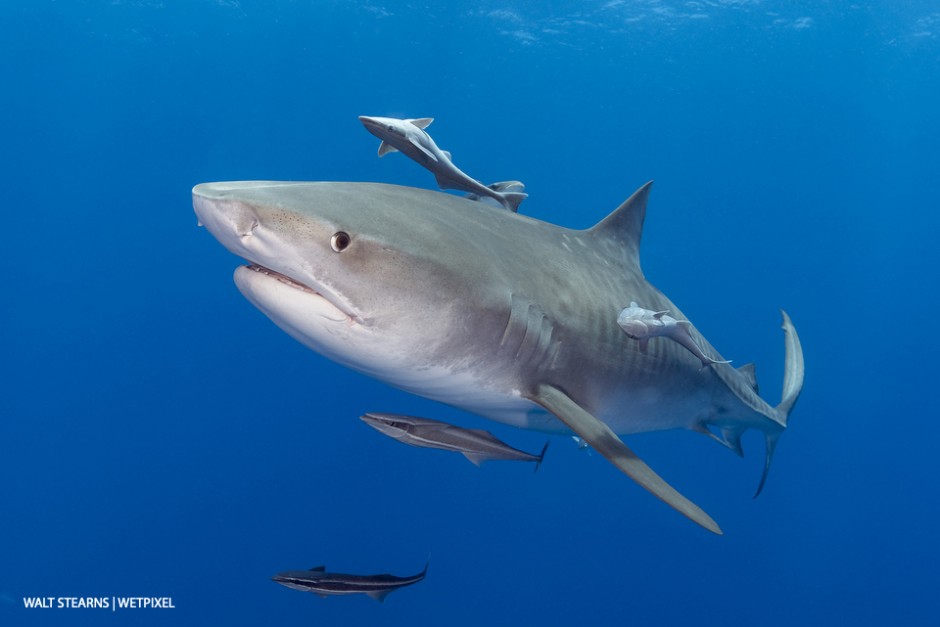 Speaking of large varieties of sharks, tiger sharks (*Galeocerdo cuvier*) are no strangers here between the months of February and June.