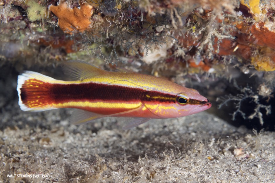 Wrasse Basslet (*Liopropoma eukrines*). This deep-water species reef basslet is commonly encountered under overhangs of reefs in depths deeper than 90 feet. 