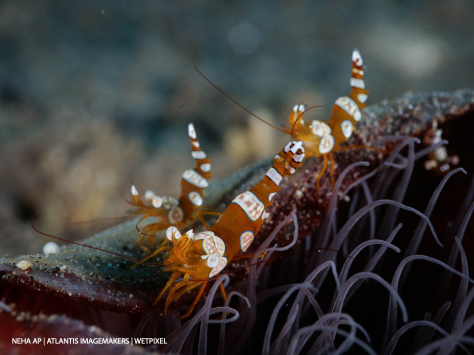 Neha Acharya-Patel: A group of sexy shrimps (*Thor amboinensis*) on an anemone.