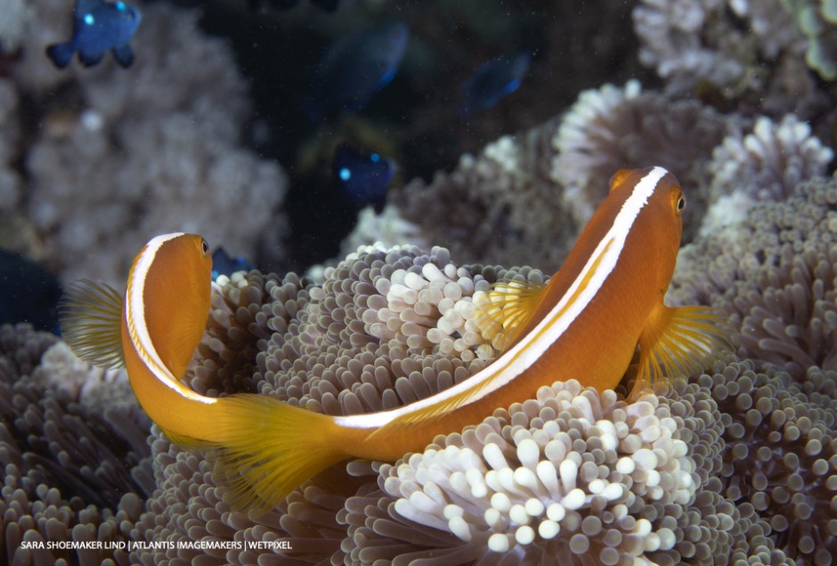 Sara Shoemaker Lind: Two yellow anemonefish (*Amphiprion sandaracinos*) form a perfect smile.