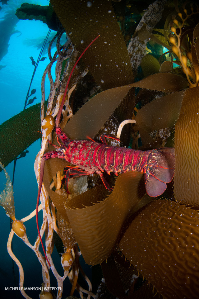California spiny lobster (*Panulirus interruptus*) crawling up a kelp stalk.