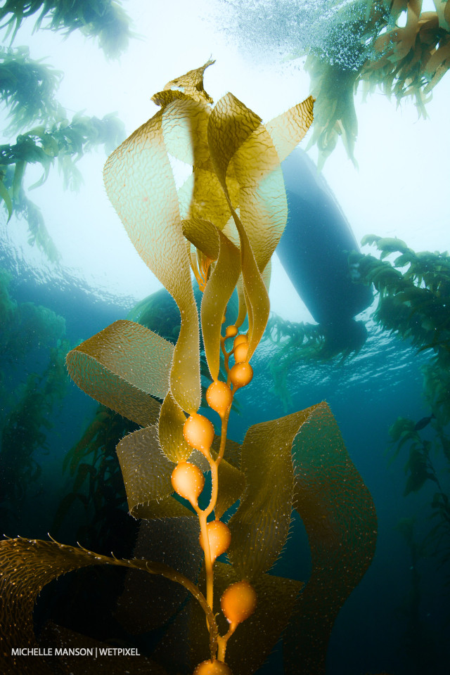 Kelp strand in blue water.