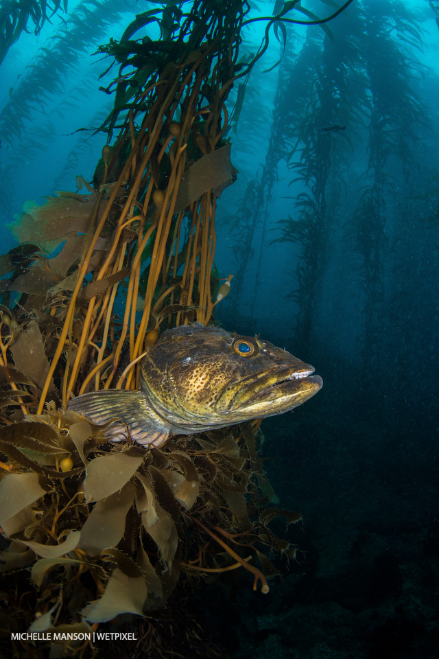 Lingcod poking its head out of a kelp skirt.
