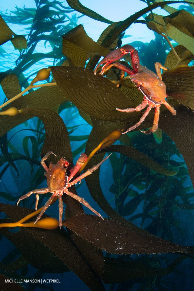 Two kelp crabs fighting in the kelp.