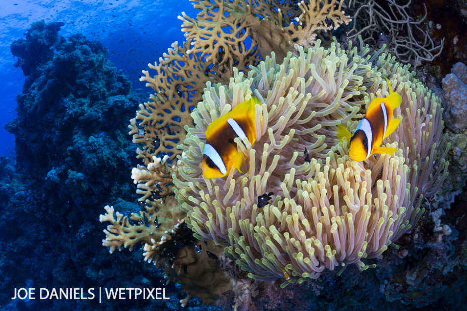 A pair of Red Sea clownfish (*Amphiprion bicinctus*) in their host anemone.