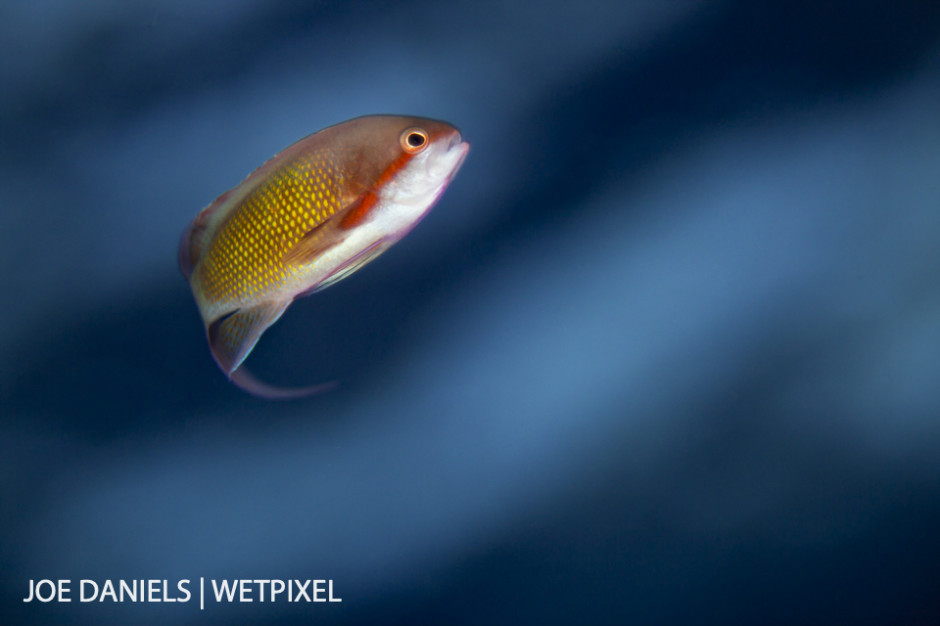 A male anthias (*Pseudanthias squamipinnis*) in the fading evening light.
