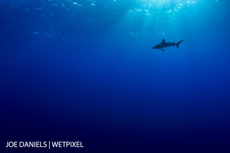 An oceanic whitetip (*Carcharhinus longimanus*) in the big blue. A master of its realm.