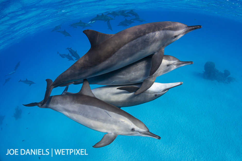 The spinner dolphins (*Stenella longirostris*) of Fury Shoal playing in the early morning.