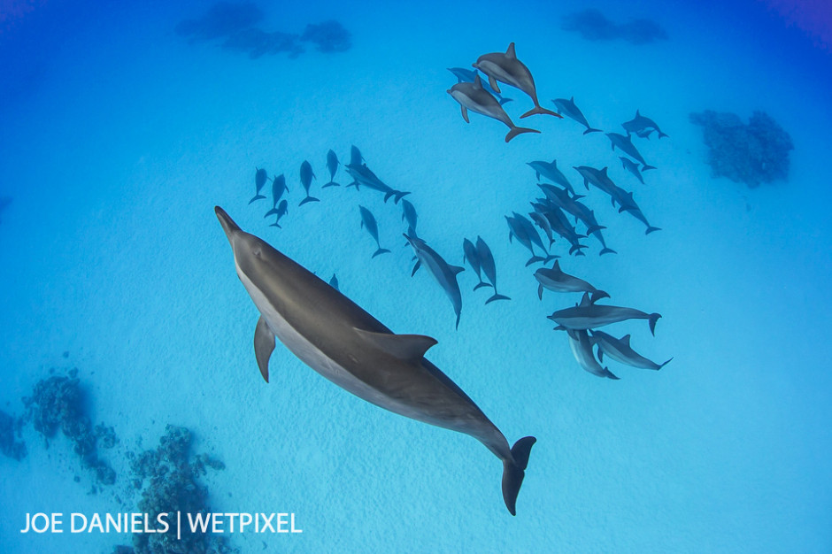 Spinner dolphins (*Stenella longirostris*) heading out to the open ocean to feed.