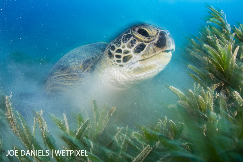 A large green turtle (*Chelonia mydas*) taking a break from feeding on the plentiful sea grass.