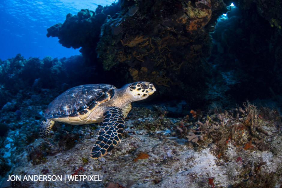 A hawksbill turtle (*Eretmochelys imbricata*) soars by near a large coral formation.