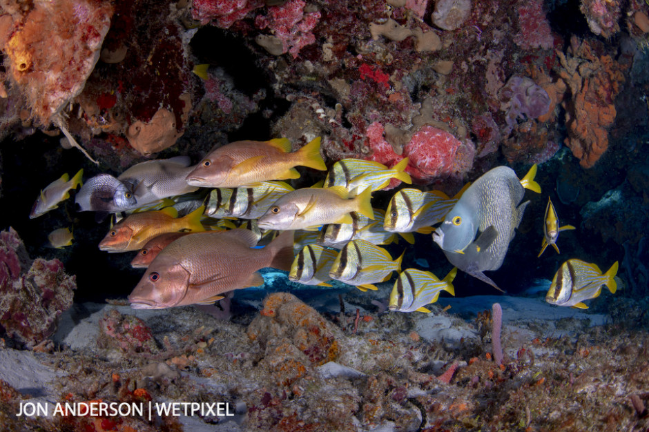 A motley crew of reef fish hide from the current behind a large coral formation.
