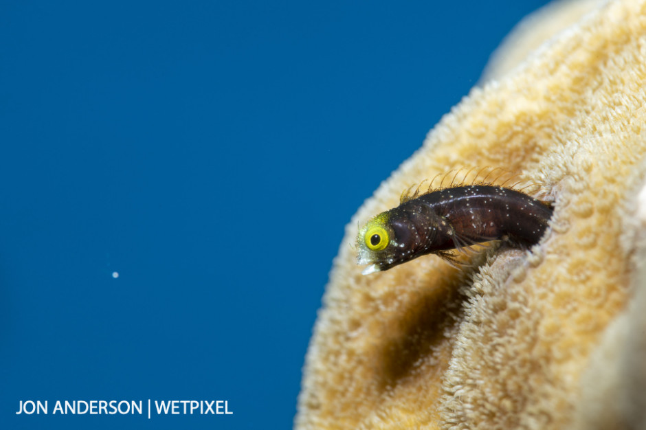 Spinyhead blenny (*Acanthemblemaria spinosa*) lunging from its hole for possible snack.