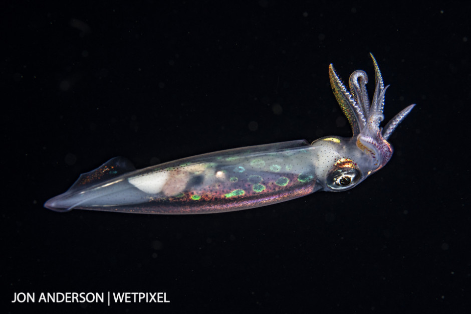 Tropical arrow squid (*Doryteuthis plei*) photographed over deep water during a blackwater dive.