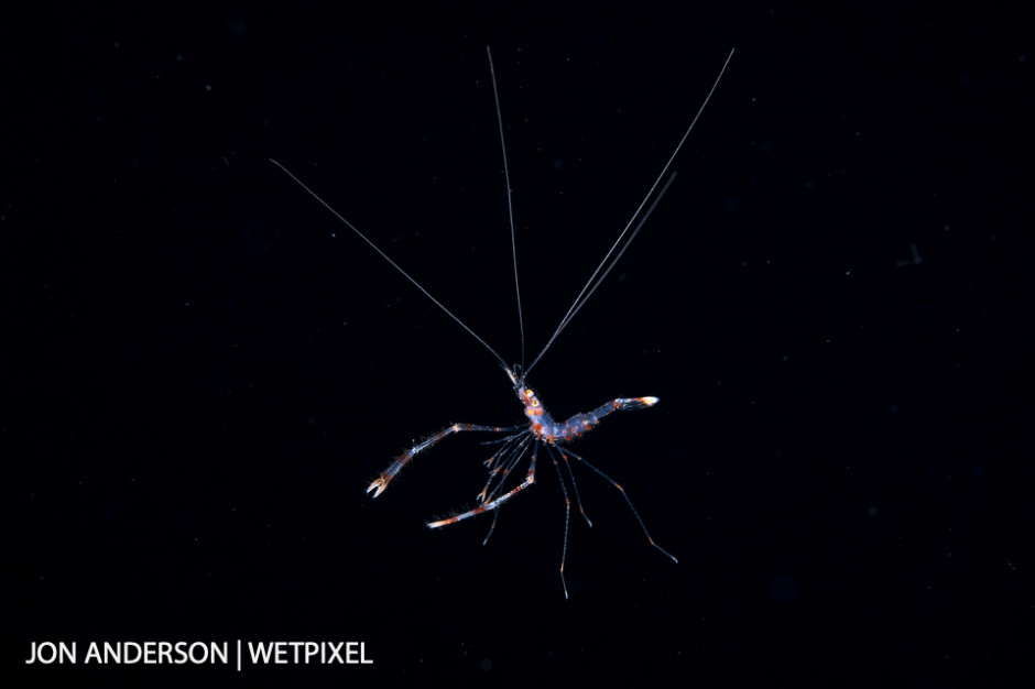 Larval banded coral shrimp (*Stenopus sp.*) photographed over deep water during a blackwater dive.