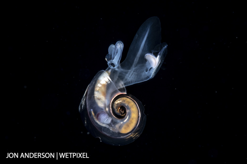 Atlantid heteropod photographed over deep water during a blackwater dive.
