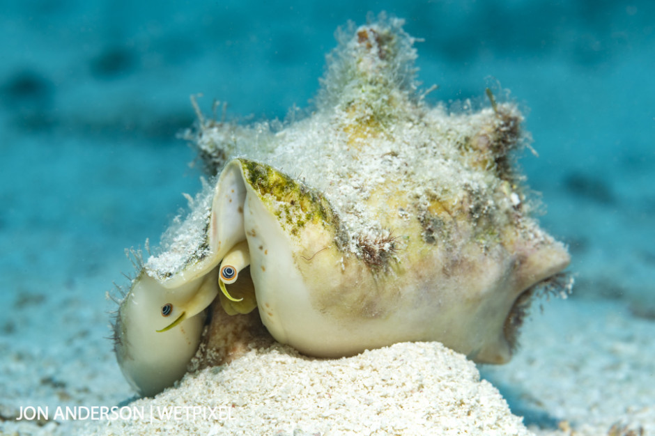 A milk conch (*Strombus costatus*).