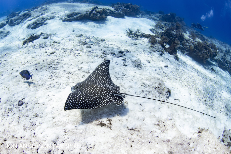 A beautiful spotted eagle ray (*Aetobatus narinari*) soars over the sand in search of a meal while a pair of divers observe from the top of the reef.