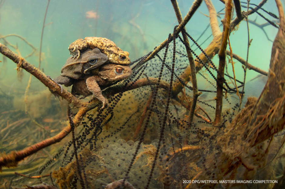 Wide Angle Unrestricted category Third place: **"Mating toads and a frog" by Gino Symus**.
