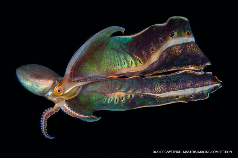 Macro Unrestricted category Second place: **"Female Blanket Octopus" by Katherine Lu**.