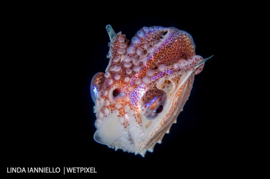 We have them too! A female Paper Nautilus, Argonaut pelagic octopus.