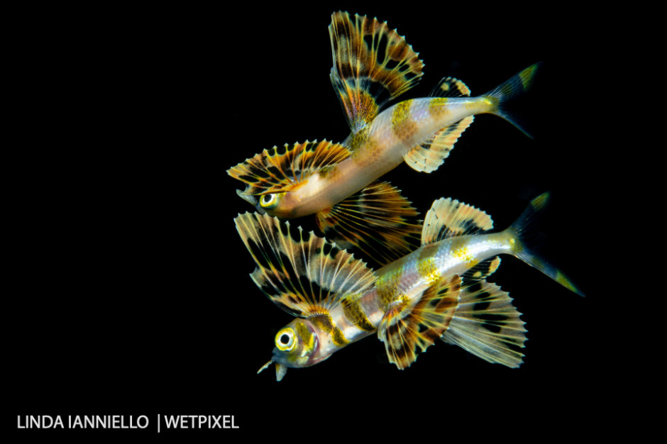 A flying fish, *Exoceotidae* family, shot on a very calm night at the surface producing a detailed reflection.