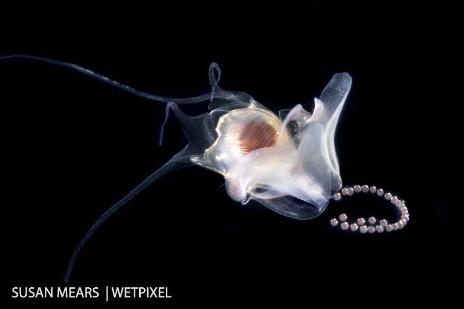 Sea butterfly, a pelagic swimming sea snail, releasing a string of eggs.