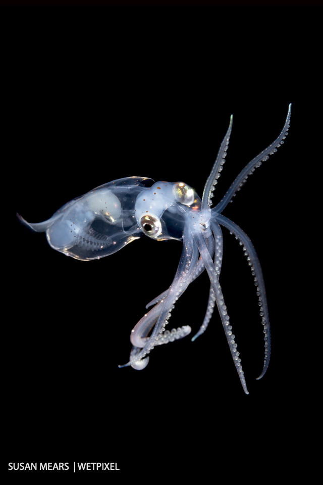 Sharpear enope squid paralarva,  (*Ancistrocheirus lesueurii*).