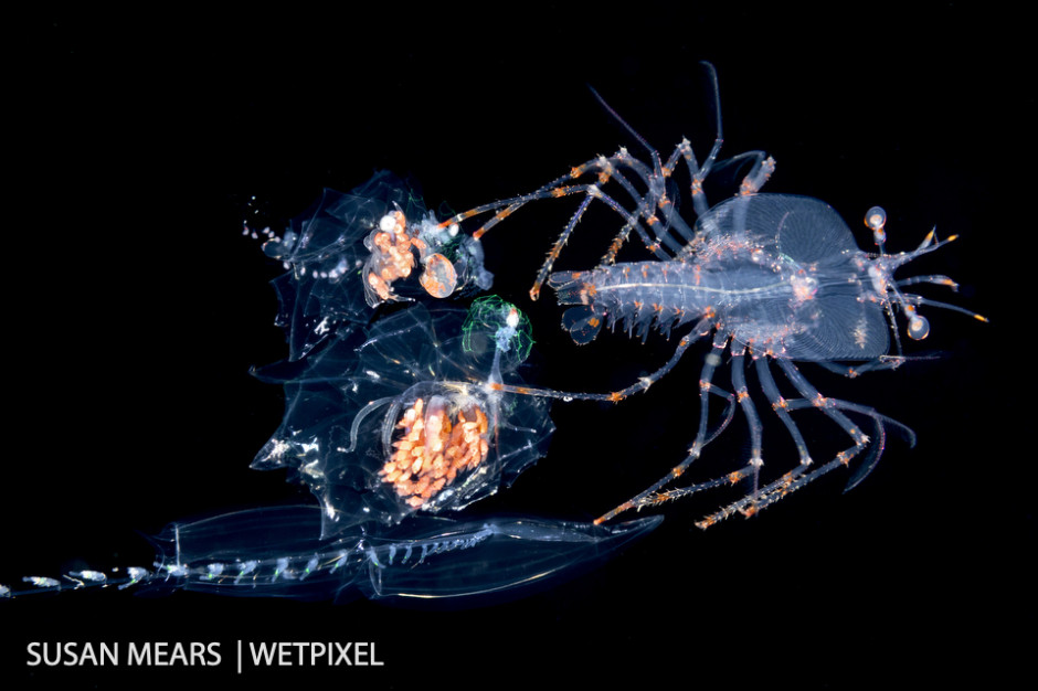 Spiny lobster carrying 4 siphonophores which is uses for food and transportation.
