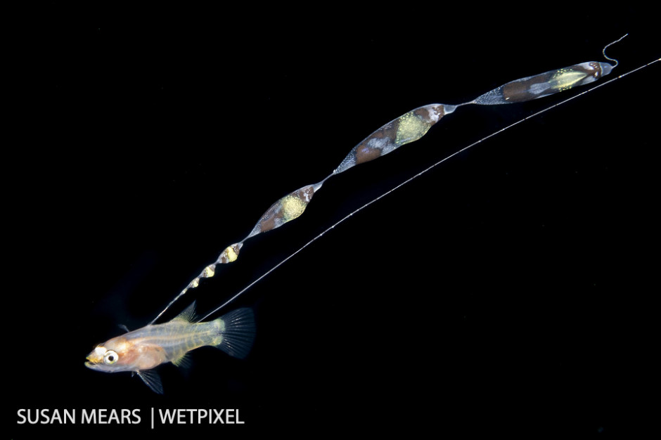Reef baslet larva. The long and ornate dorsal filament is thought to mimic the stinging tentacle of a siphonophore.
