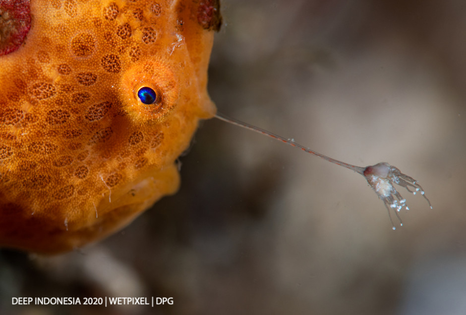 Animal Portrait category third place: **Peter de Maagt** | *Gone Fishing*