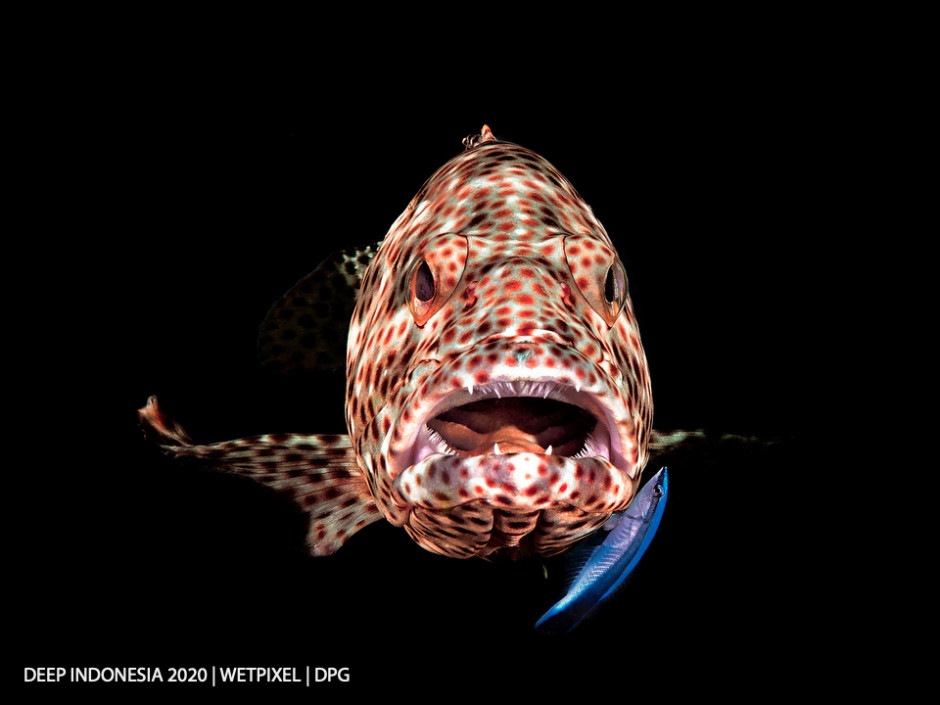 Compact Camera category third place: **Ferenc ifj. Lörincz** | *Open Mouth Grouper*