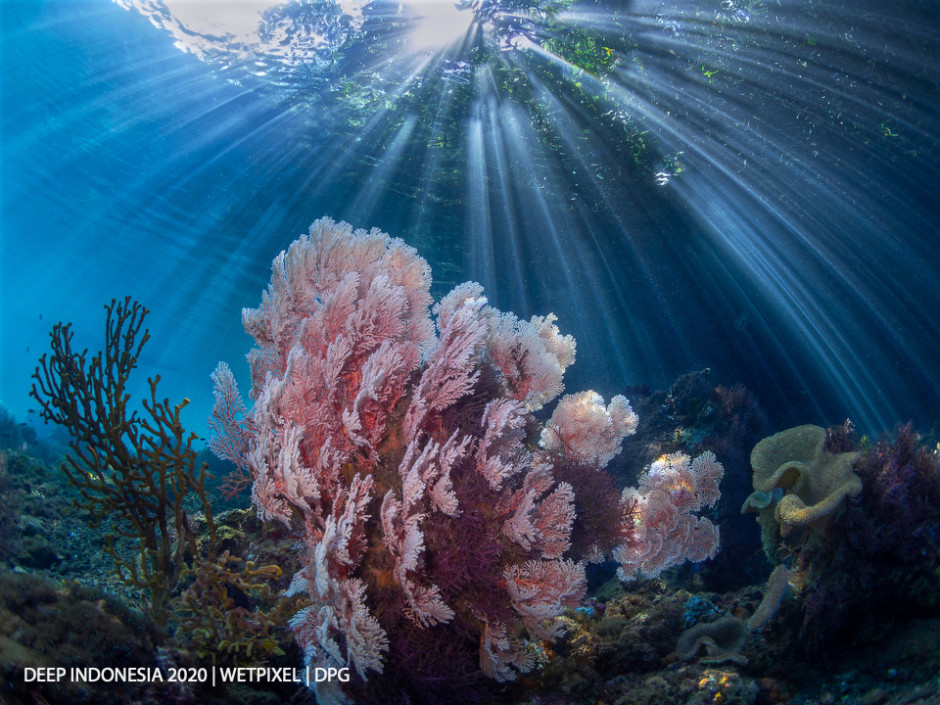 Reefscapes category third place: **Kevin de Vree** | *And Then there was Light*