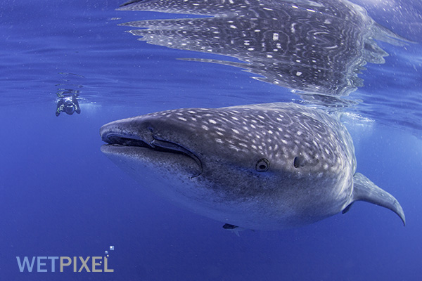 Whale Sharks on Wetpixel
