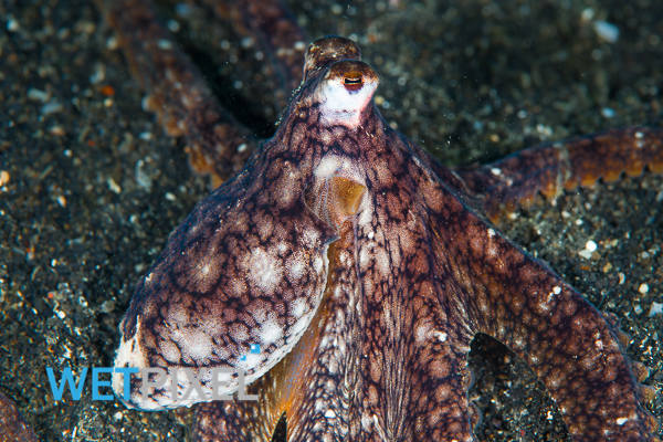 Strangling octopuses on Wetpixel