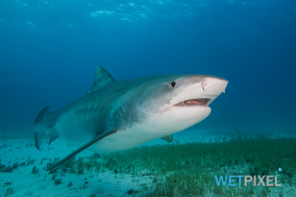 NOAA reopens shark fishery