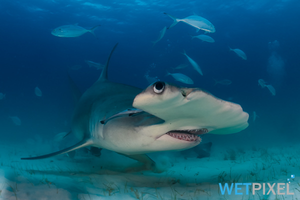 Shark diving on Wetpixel